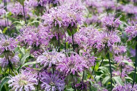 Check spelling or type a new query. 15 Perennials that Grow in Zone 6 | Deer resistant plants ...