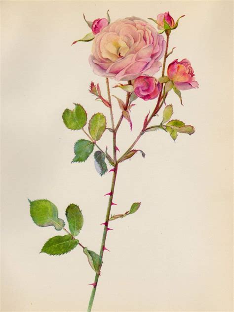 Lovely Vintage Rose Print Salmon Pink Rose Botanical Flower Etsy