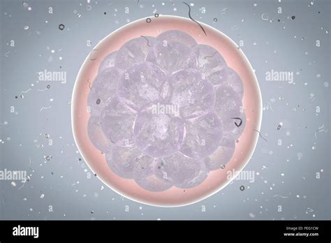 Human Embryo Development Cells Hi Res Stock Photography And Images Alamy