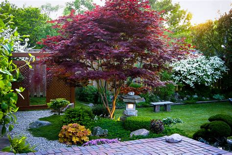 Bloodgood Japanese Maple Japanese Garden Design Front Yard