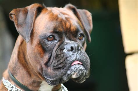 Find A Great Boxer Name Plus Breed Information