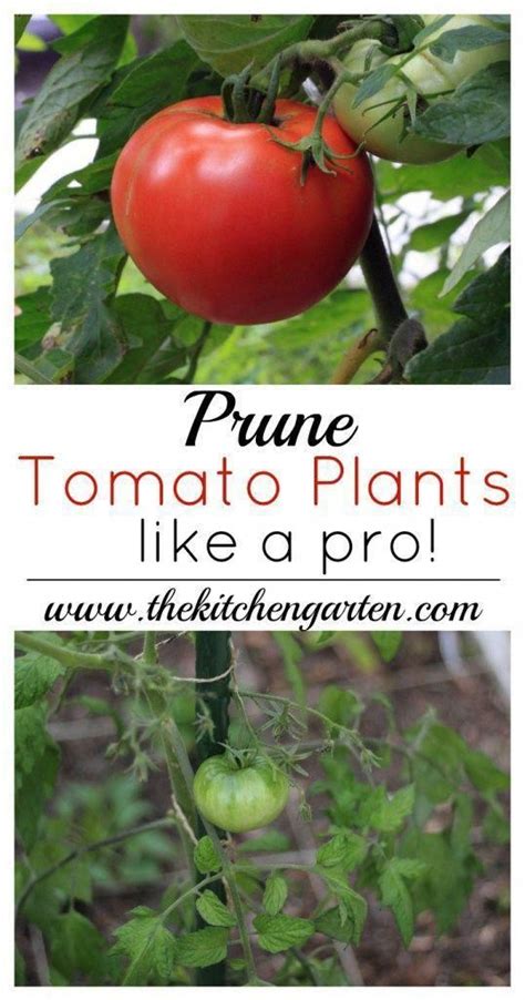Grab These Easy Tips And Instructions On How To Prune