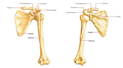 Scapula Part Bones Of Upper Limb Anatomy Simplified The Best Porn Website