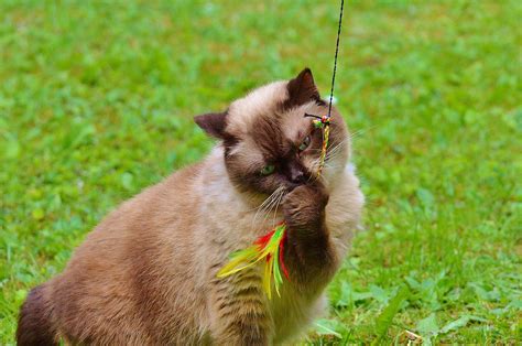 Free Images Grass Play Sweet Cute Fur Kitten Brown Fauna Blue