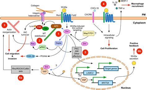Frontiers Wnt5a Signaling In Gastric Cancer