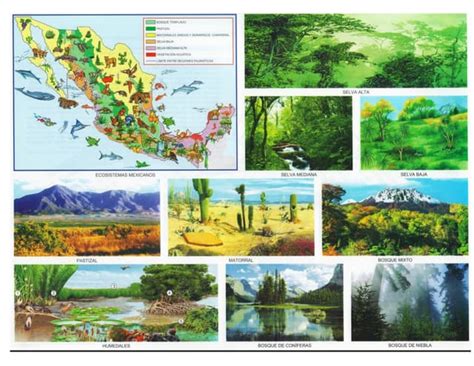Ecosistemas De Mexico Ppt