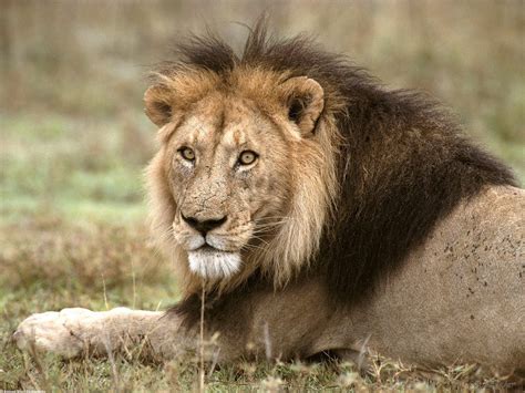 Lion Pictures Animal Spot