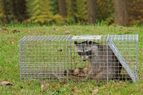 How To Make Booby Traps Homemade Options Traps For Animals