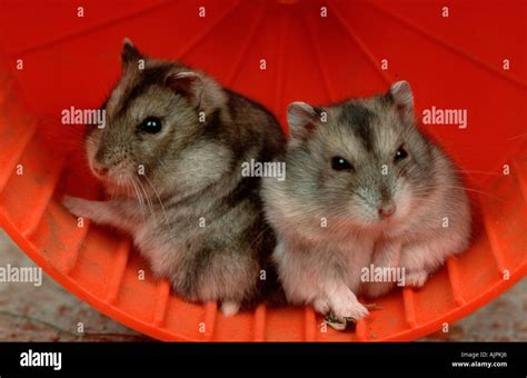 Dwarf Hamster Pair Phodopus Sungorus Siberian Hamster Russian Hamster