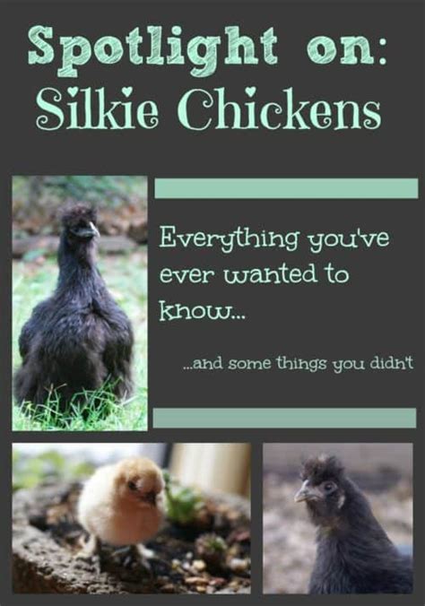 Spotlight On Silkie Chickens Everything You’ve Ever Wanted To Know Backyard Chicken Project
