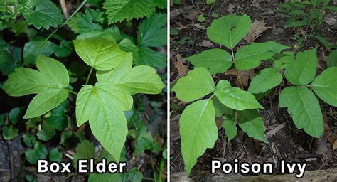 Poison Ivy Vs Box Elder Comparison Back Garden Gardening Blog Plants Landscaping Mushrooms