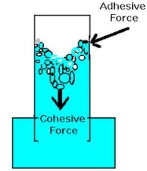 Both the cohesive and adhesive forces are important. What is cohesive and adhesive force? - Quora