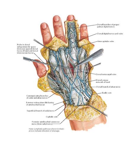 Wrist And Hand Superficial Dorsal Dissection Anatomy Posterior