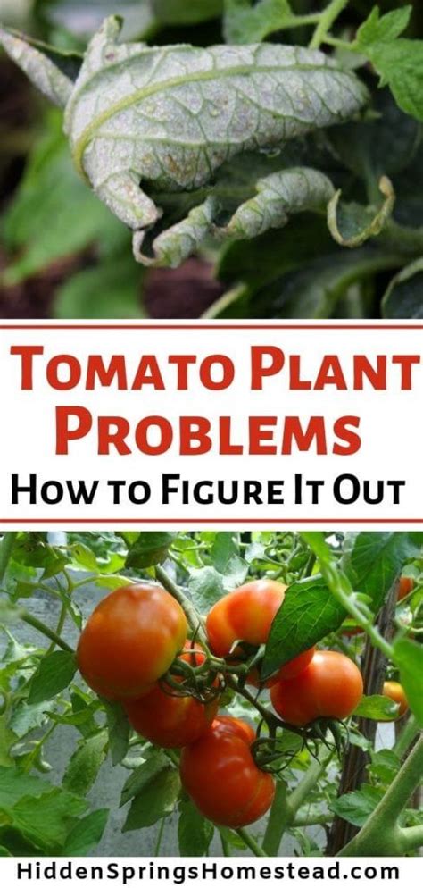Are Your Tomato Leaves Curling Up Tomatoes Plants Problems Tomato
