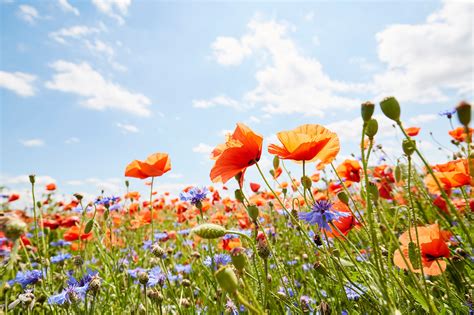 Maybe you would like to learn more about one of these? Perennials Flowers That Bloom All Summer - 10 Of The ...