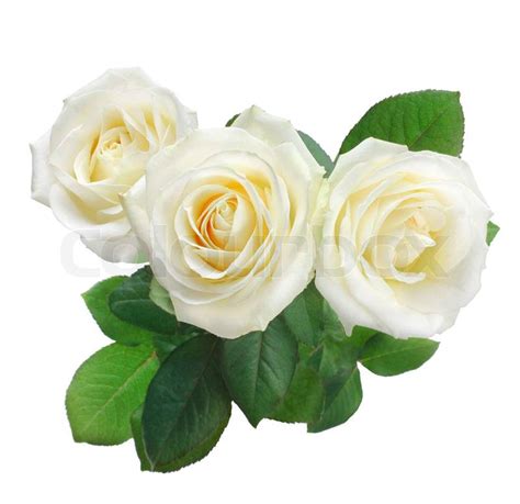 Three White Roses Isolated On White Stock Photo Colourbox