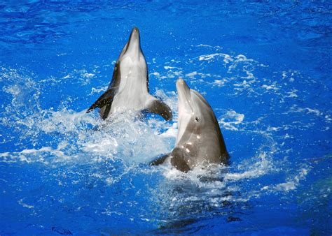 Dolphins Dancing Larah Mcelroy Flickr