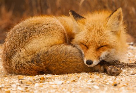 Sleeping Fox Anthony Quintano Flickr