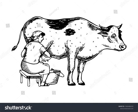 woman milk cow engraving vector illustration stock vector royalty free 1068486020 shutterstock