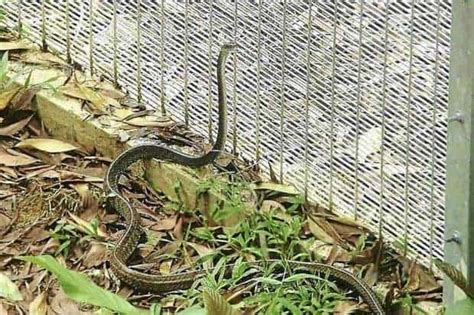 How To Build A Snake And Rodent Proof Fence Using Snake Mesh