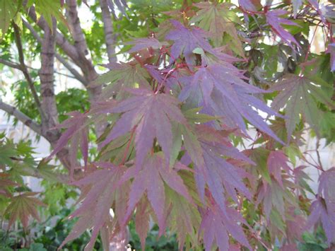 Momiji Japanese Maple Acer Palmatum Tobiosho Aceraceae Flickr