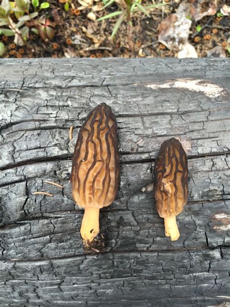 Harvesting Alaska Morel Mushrooms On Funny River Road Spruce Tips