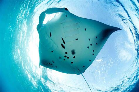 Oceans On Nautilus The Grace Of Manta Rays