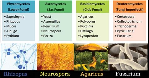 Classification Of Fungi 2022