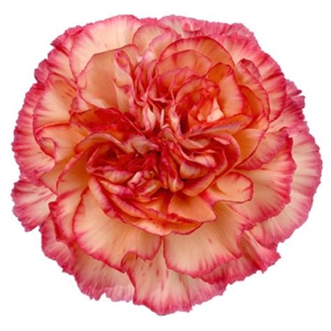 Well you're in luck, because here they come. tinted carnation - White carnations, and coral/ pink/red ...