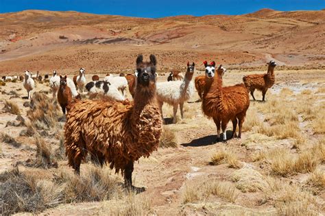 Things You Need To Know About Llamas In Peru
