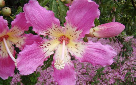 Ceiba Speciosa Silk Floss Tree Buy Online At Annies Annuals