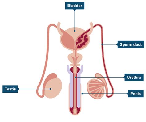 3 seminal vesicles they are two lobulated organs about 5 cm long lying on posterior surface of bladder. Male Internal Organs Diagram - ClipArt Best