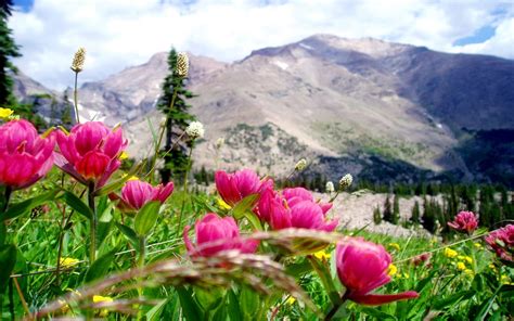 Beautiful Mountain Landscape Beautiful Pink Mountain Flower Mountain Sky Clouds Desktop