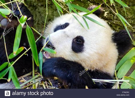 Ein Liebenswert Faul Niedlichen Giant Pandabär Essen Bambus Ailuropoda