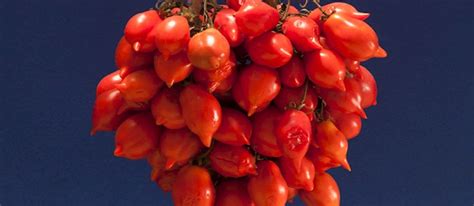 Italian Tomatoes 5 Tomato Types In Italy Tasteatlas