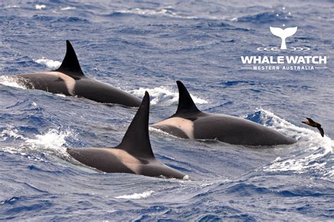 Bremer Bay Orca Hunt 6319 Whale Tales