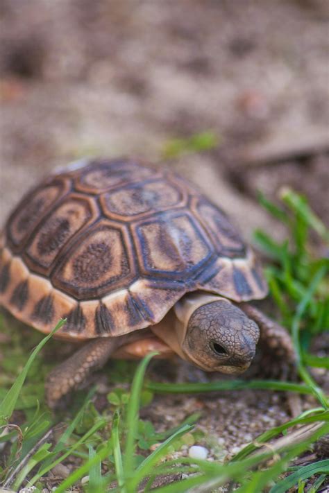 Free Stock Photo Of South Africa Tortoise