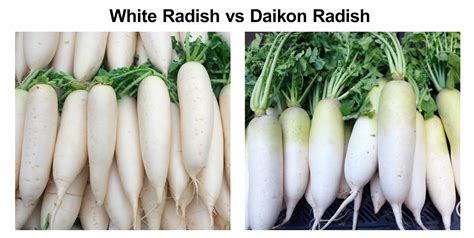 White Radish Health Benefits Nutrition Facts Radish Benefits