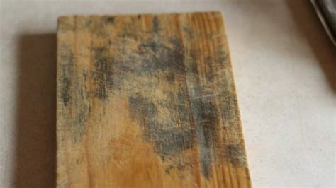 Yes You Can Kill Mold On Wood —but It Might Be A Challenge