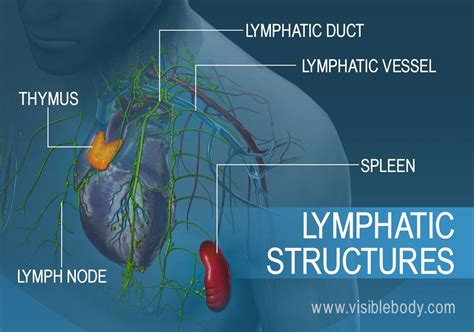 Lymphatic Structures Include The Thymus Lymph Nodes Vessels And The
