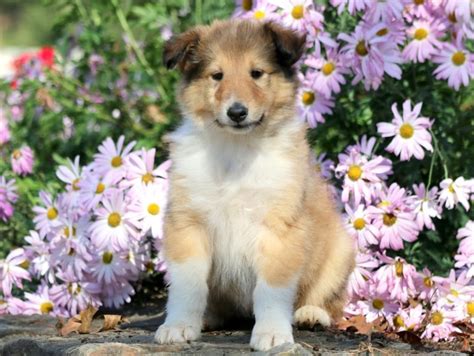 Collie Puppies For Sale Puppy Adoption Keystone Puppies