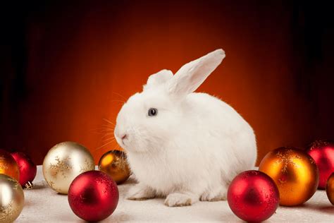 Make Christmas Magical For Your Rabbit Blog Image The Healthy Pet Club