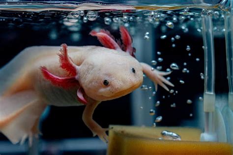 What Size Tank Does An Axolotl Need Discount Leisure Products