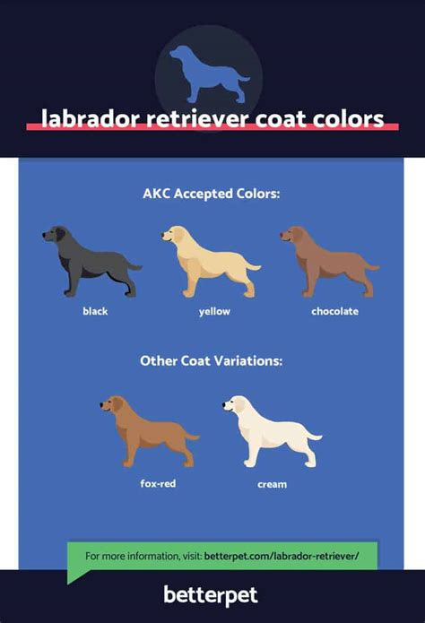 Labrador Retriever Characteristics Facts And Pictures