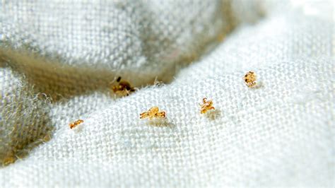 Pubic Lice Crabs Symptoms Risk Factors And Treatment