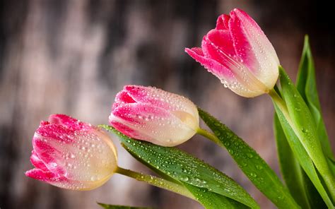 Descargar Fondos De Pantalla Tulipanes De Color Rosa Flores De La