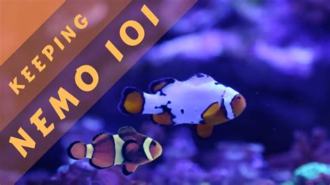 Clownfish Care Guide Youtube