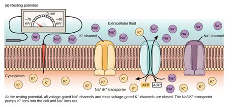 Membrane Potential Plasma Membrane Mcat Content