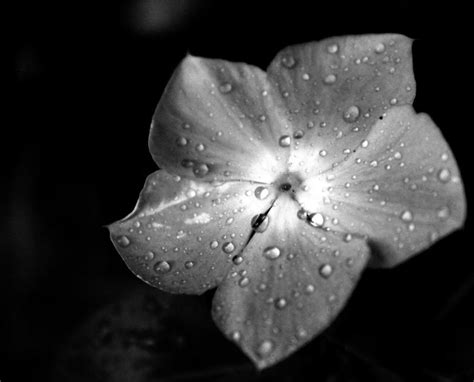 Black And White Flower By Brony114 On Deviantart