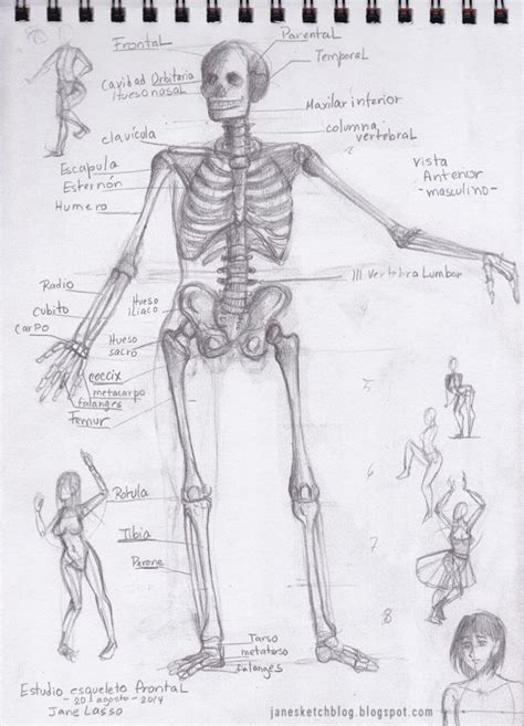 Dibujo Del Esqueleto Humano Dibujos Y Sketches De Jane Lasso
